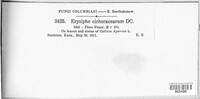 Golovinomyces cichoracearum image